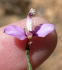 Polygala microlopha