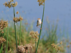 Cisticola marginatus