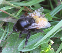 Bombus alpinus