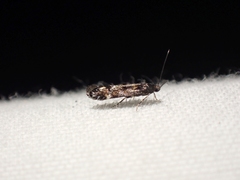 Aristotelia rubidella