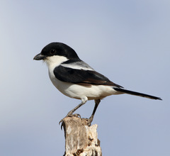 Lanius dorsalis