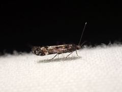 Aristotelia rubidella