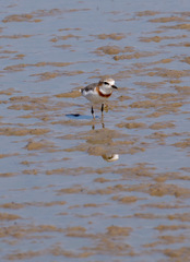 Charadrius pallidus