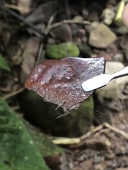 Charaxinae
