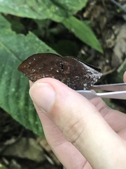 Charaxinae