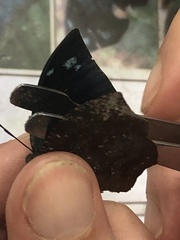 Charaxinae