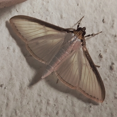 Cydalima