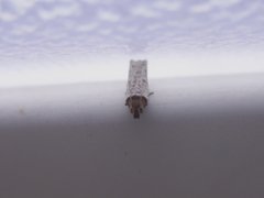 Eucoenogenes ancyrota