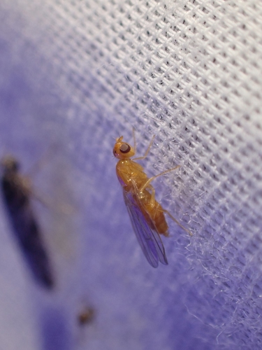 Psila microcera