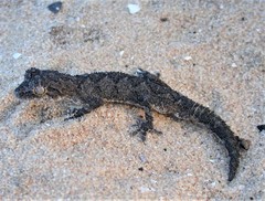 Strophurus strophurus