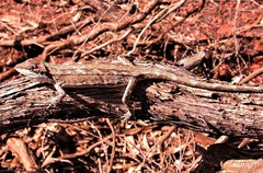 Diporiphora amphiboluroides