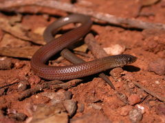 Delma australis