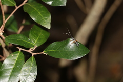 Xanthocryptus novozealandicus