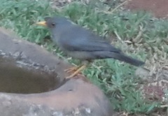Turdus smithi