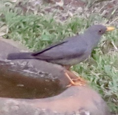 Turdus smithi