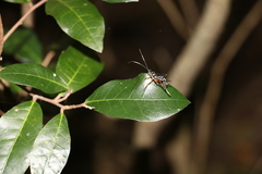 Xanthocryptus novozealandicus