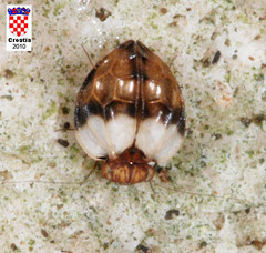 Chelyopsocus garganicus