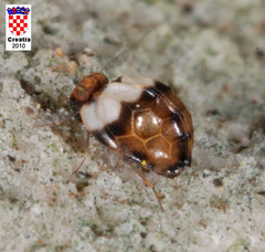 Chelyopsocus garganicus