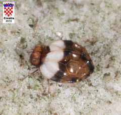 Chelyopsocus garganicus