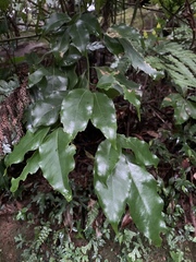 Beilschmiedia erythrophloia