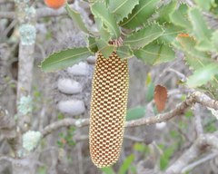 Banksia lemanniana