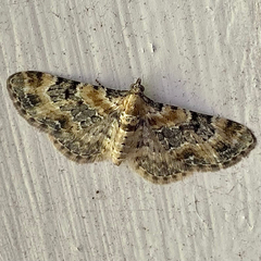 Eupithecia linariata