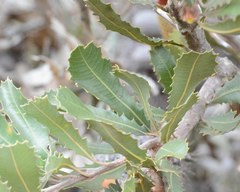 Banksia lemanniana