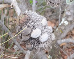 Banksia lemanniana
