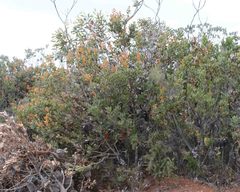 Banksia lemanniana
