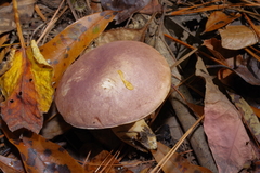Tylopilus williamsii