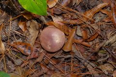 Tylopilus williamsii
