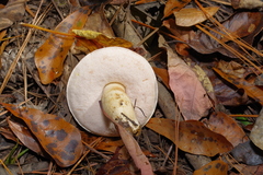 Tylopilus williamsii
