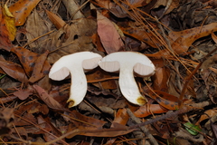 Tylopilus williamsii