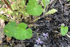 Pelargonium littorale