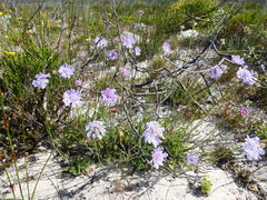 Scabiosa incisa