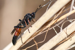 Stenichneumon culpator