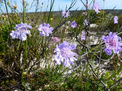 Scabiosa incisa