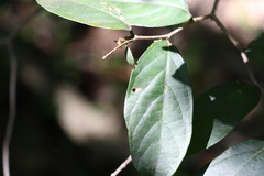 Alangium polyosmoides tomentosum