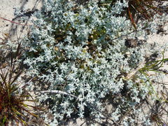 Helichrysum litorale