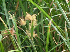 Cyperus latifolius