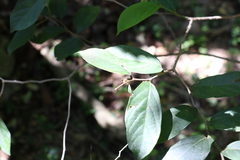 Alangium polyosmoides tomentosum