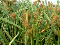 Cyperus latifolius