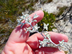 Helichrysum litorale