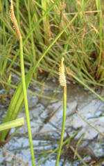 Eleocharis limosa