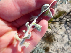 Helichrysum litorale