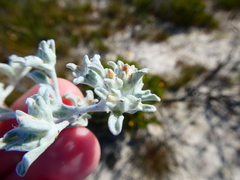 Helichrysum litorale