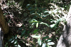 Alangium polyosmoides tomentosum