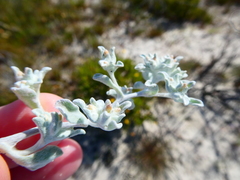 Helichrysum litorale