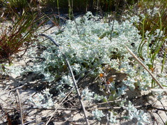 Helichrysum litorale