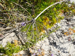 Annesorhiza macrocarpa